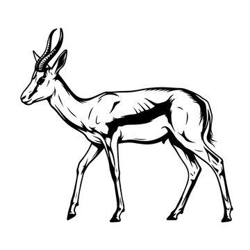 Black and white line of a springbok antelope standing, isolated on a white background, detailed wildlife