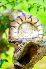 Naklejka premium A python lies on the ground and on rocks in the wild.Close-up of a boa constrictor on a tree. Snake skin. Reptile.