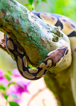 A python lies on the ground and on rocks in the wild.Close-up of a boa constrictor on a tree. Snake skin. Reptile.