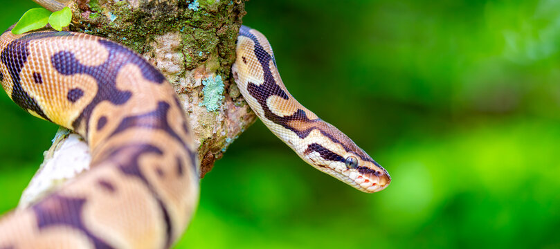 A python lies on the ground and on rocks in the wild.Close-up of a boa constrictor on a tree. Snake skin. Reptile.