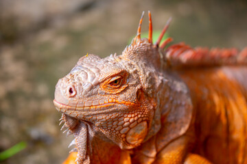 Fototapeta premium A close-up of an iguana. A beautiful, multicolored lizard with vibrant, colorful skin. An exotic, tropical animal.