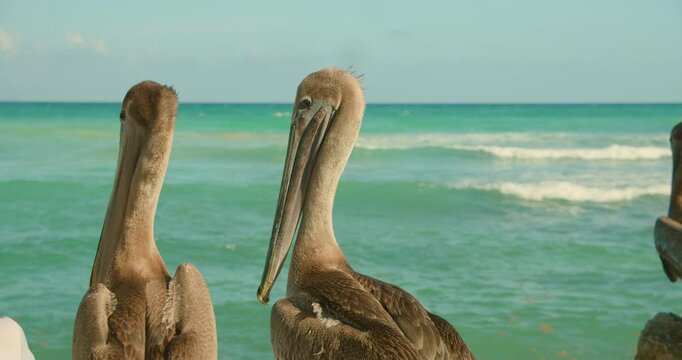 Brown pelicans stand on the rocky shore against turquoise water in Tulum Mexico