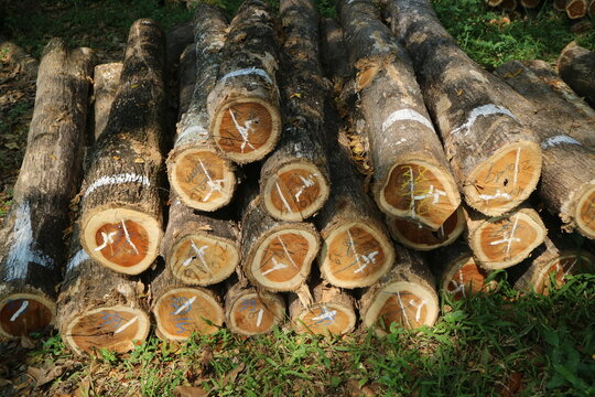Pile of harvested teak wood logs with chalk marking codes in a lumber yard.