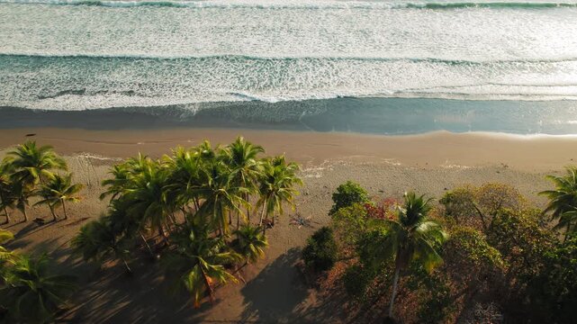 Palm trees and black sand meet turquoise waves on tropical coastline Costa Rica
