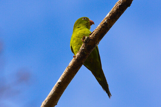 Yellow-winged Parakeet on branch