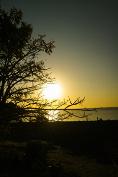 The sun began to set over the beach as dusk fell, and the trees appeared in silhouette.