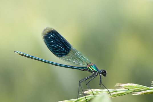 Close-up of a banded damselfly (Calopteryx splendens) perched on grass in early summer. The background is green. The sun is shining.