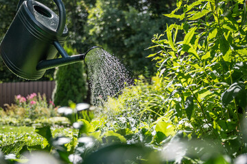 Green watering can pouring sparkling water over lush plants in a sunny summer garden, outdoor plant care, irrigation and home gardening concept. © svetlana_cherruty