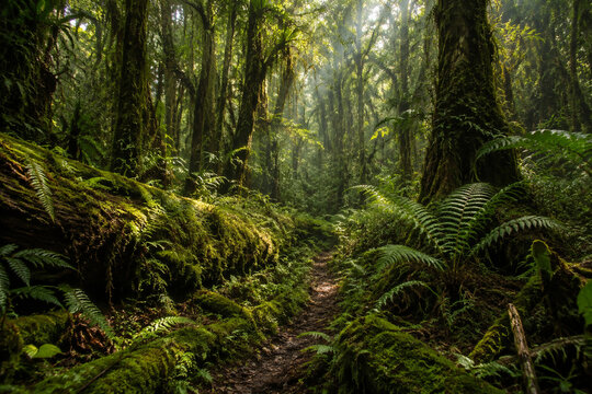 Uncivilized primeval forest floor with ferns and mossy logs