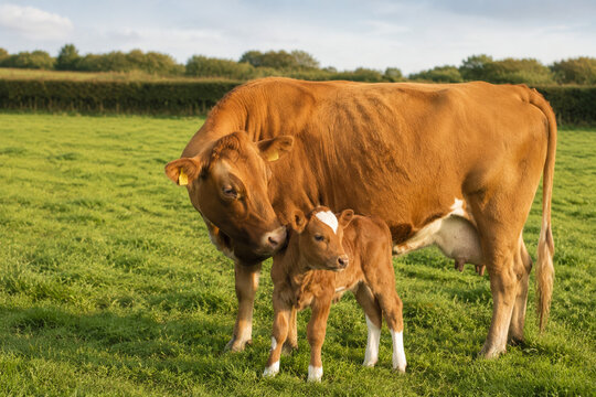 Dairy cow with calf in green pasture, maternal bond and farm life concept