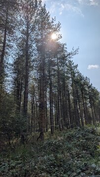trees in the forest