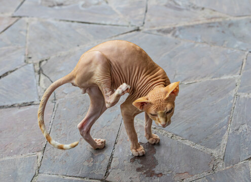 Sphynx cat scratching its ear on stone patio