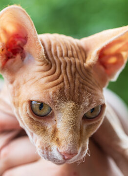Close-up of a hairless cat with large ears and striking eyes