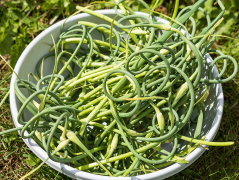 Fresh garlic scapes in white bowl on grass