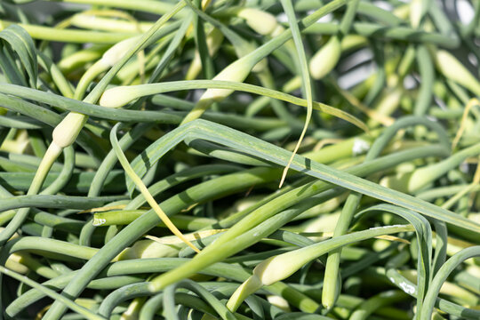 Fresh green garlic shoots with small buds