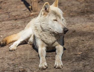 Fototapeta premium White wolf rests on dry, earthy ground