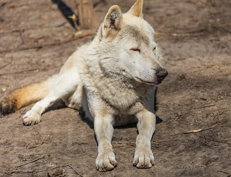 White wolf rests on dry, earthy ground