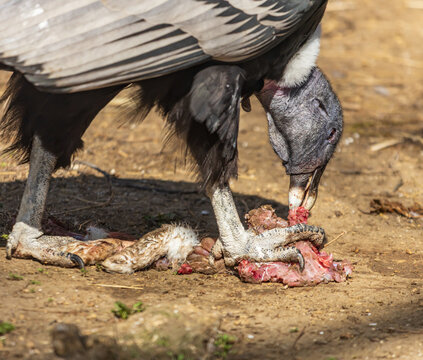 Large bird with bare head feeds on animal carcass