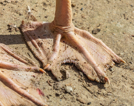 Close-up of duck foot in shallow mud
