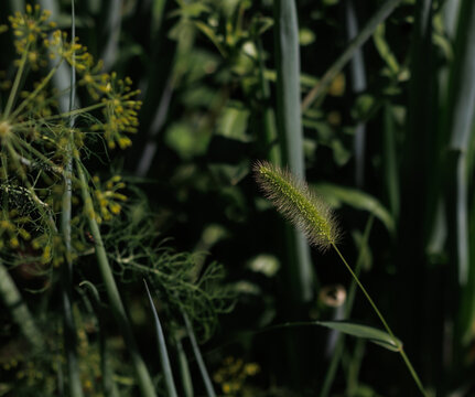 Close-up shot of green foxtail grass spikelet illuminated by sunlight against dark, rich foliage and yellow dill flowers in a garden
