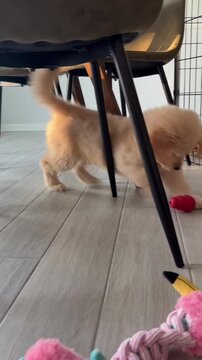 Energetic golden retriever puppy playing with red toy ball under dining chairs captured in motion in this adorable pet video