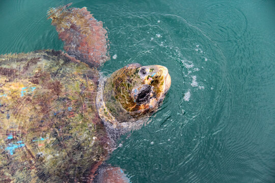 Karettschildkr&ouml;te im Hafen von Argostoli auf der griechischen Insel Kefalonia