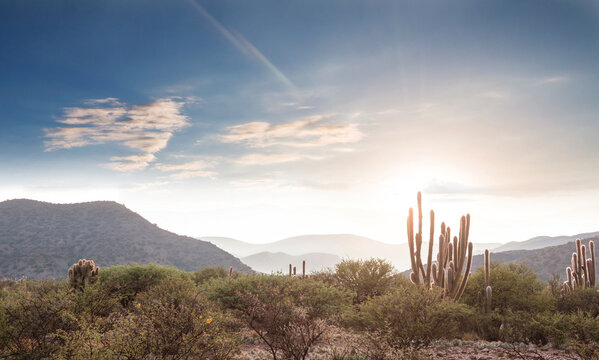 Cactus in Bolivia