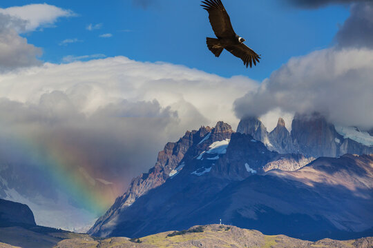 Condor