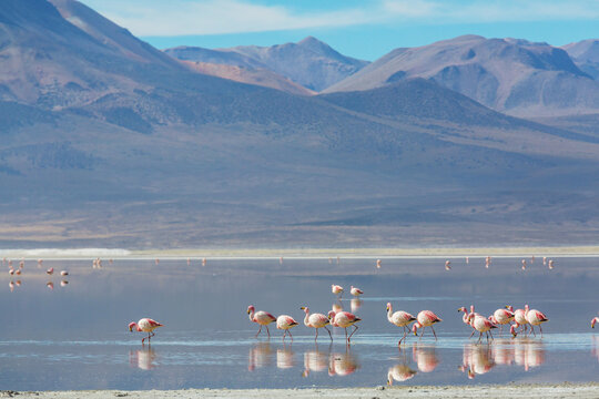 Flamingo
