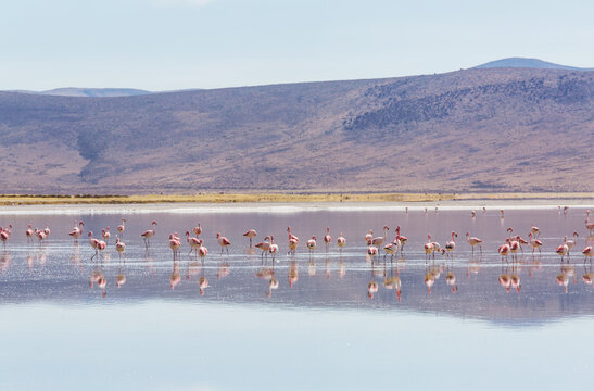 Flamingo