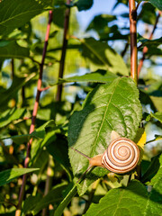 Snail slowly crawling on green garden leaf © Sergej