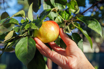 Hand Picking Ripe Homegrown Apple From Tree in Garden © Yurii_gold