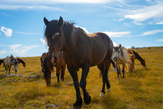 Wild horse with windblown mane looking at camera, Livno, Bosnia