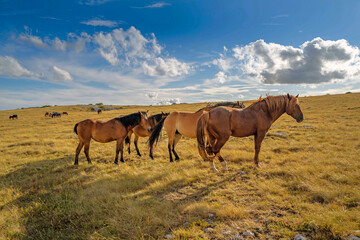 Obraz premium Herd of wild horses grazing under dramatic sky, Livno, Bosnia