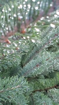 Macro Shot of Raindrops Hanging on Pine Tree Needle Branch