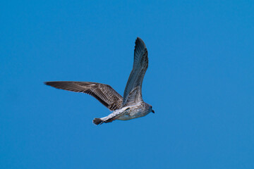 Naklejka premium photo of a seagull flying over the sea