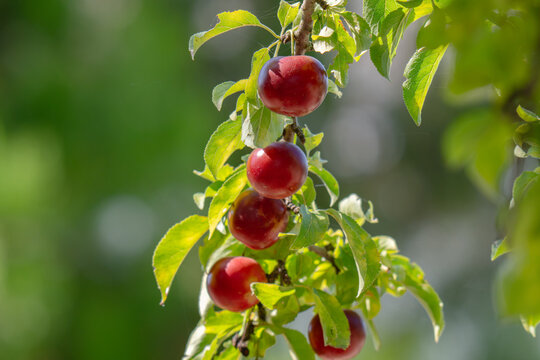 A photo of a wild plum tree