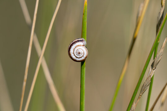 photo of a shell on a blade of grass