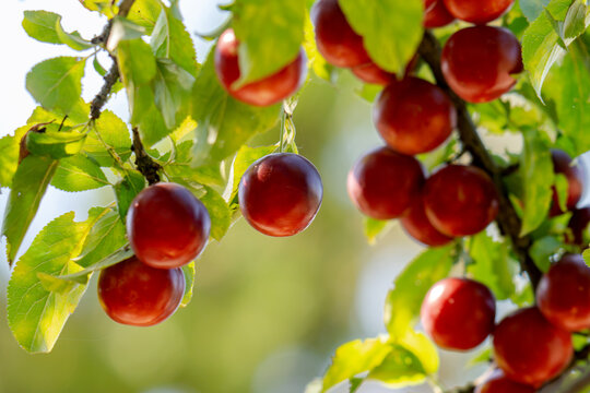 A photo of a wild plum tree