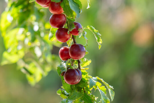 A photo of a wild plum tree