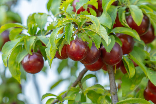 A photo of a wild plum tree