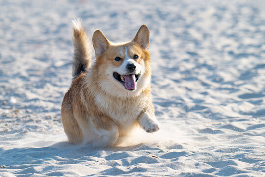 Pembroke Corgi plays on the sand on the seashore