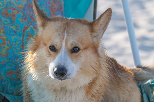 A portrait of a cheerful corgi on holiday