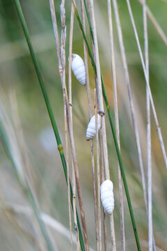 photo of a shell on a blade of grass