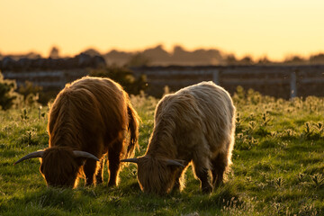 Fototapeta premium Highland Cow, Dublin Ireland