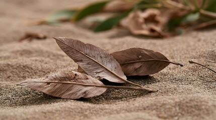 Fototapeta premium Dry leaves rest on textured sand with soft focus background of green and brown foliage capturing quiet natural detail