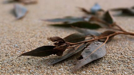 Fototapeta premium Dry eucalyptus leaves rest on textured sand showing natural decay and subtle environmental detail in quiet outdoor setting