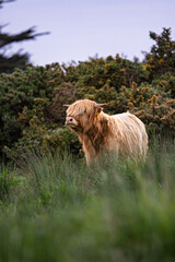 Fototapeta premium Highland Cow, Dublin Ireland