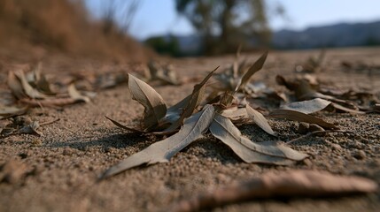 Fototapeta premium Dry eucalyptus leaves scattered across sandy ground under soft natural light in a calm outdoor setting