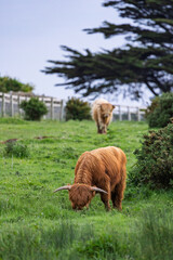 Fototapeta premium Highland Cow, Dublin Ireland